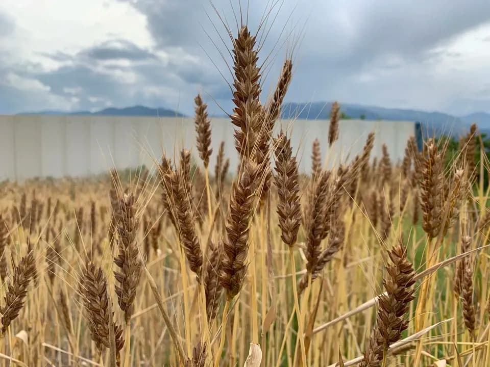農薬・除草剤・化学肥料不使用「地粉うどんセット」【ギフト】