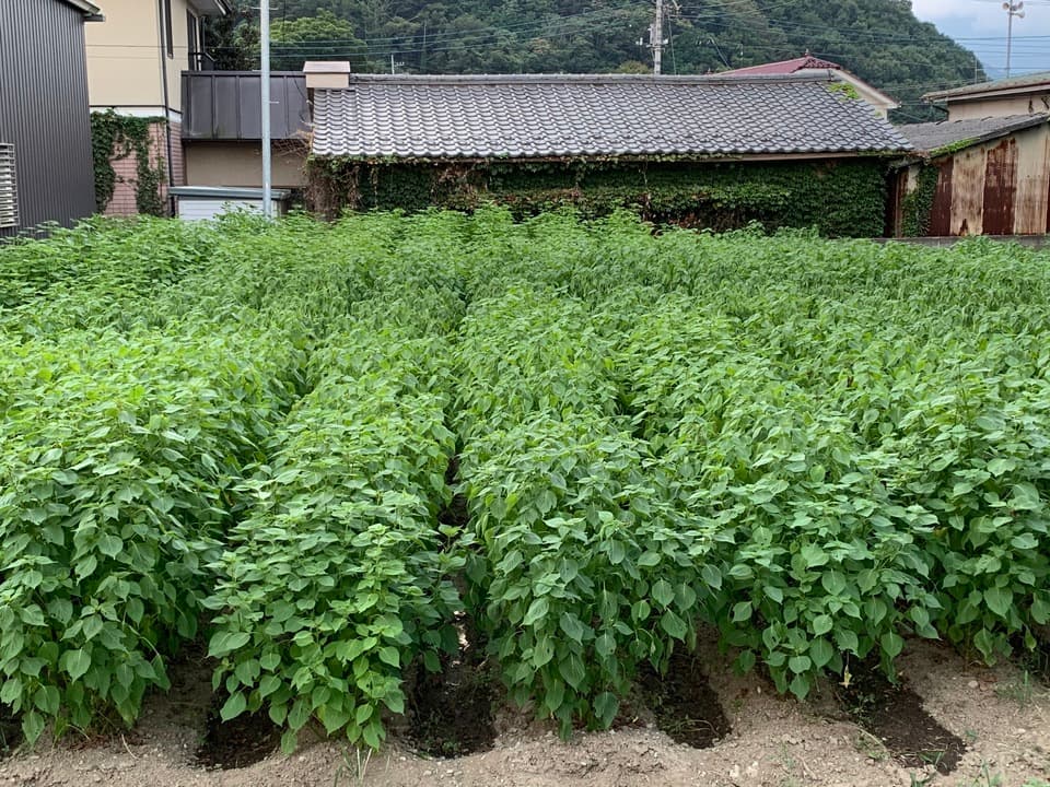 「えごま油」農薬・化学肥料・除草剤不使用　生搾り