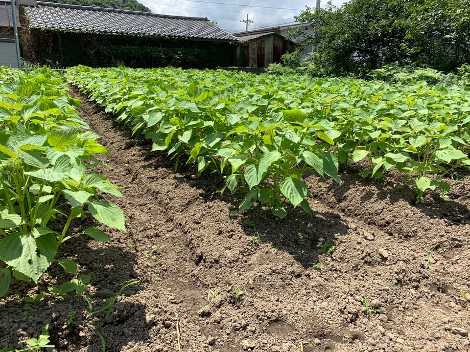 「えごま油」農薬・化学肥料・除草剤不使用　生搾り