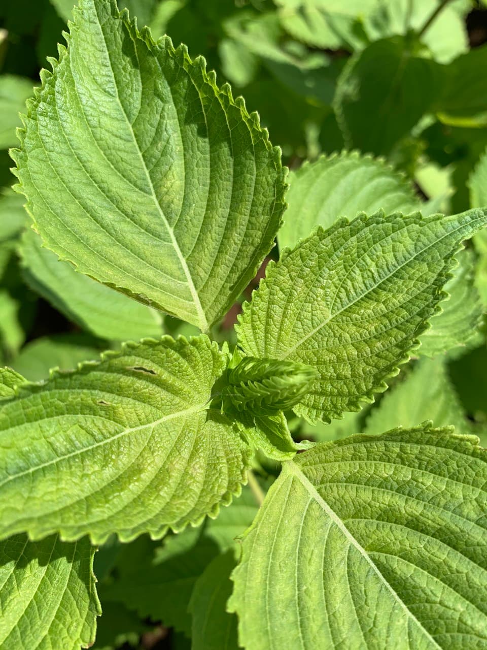 「えごま油」農薬・化学肥料・除草剤不使用　生搾り