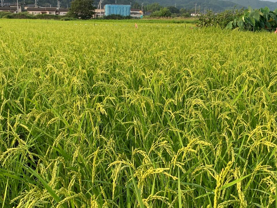 「本みりん」国産米100%