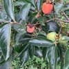 サムネイル 10