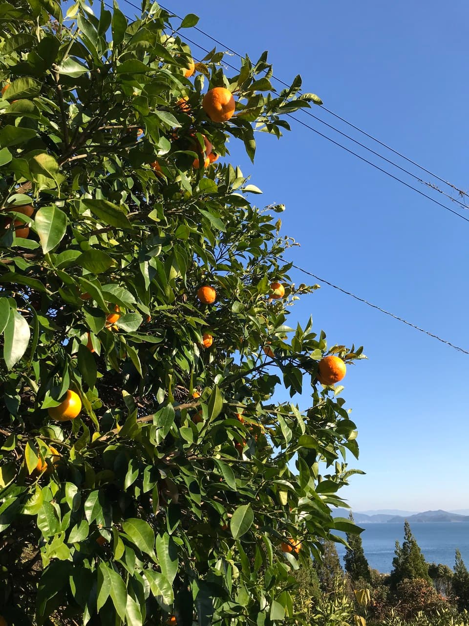 ぽんかん～無農薬･無肥料栽培5年目