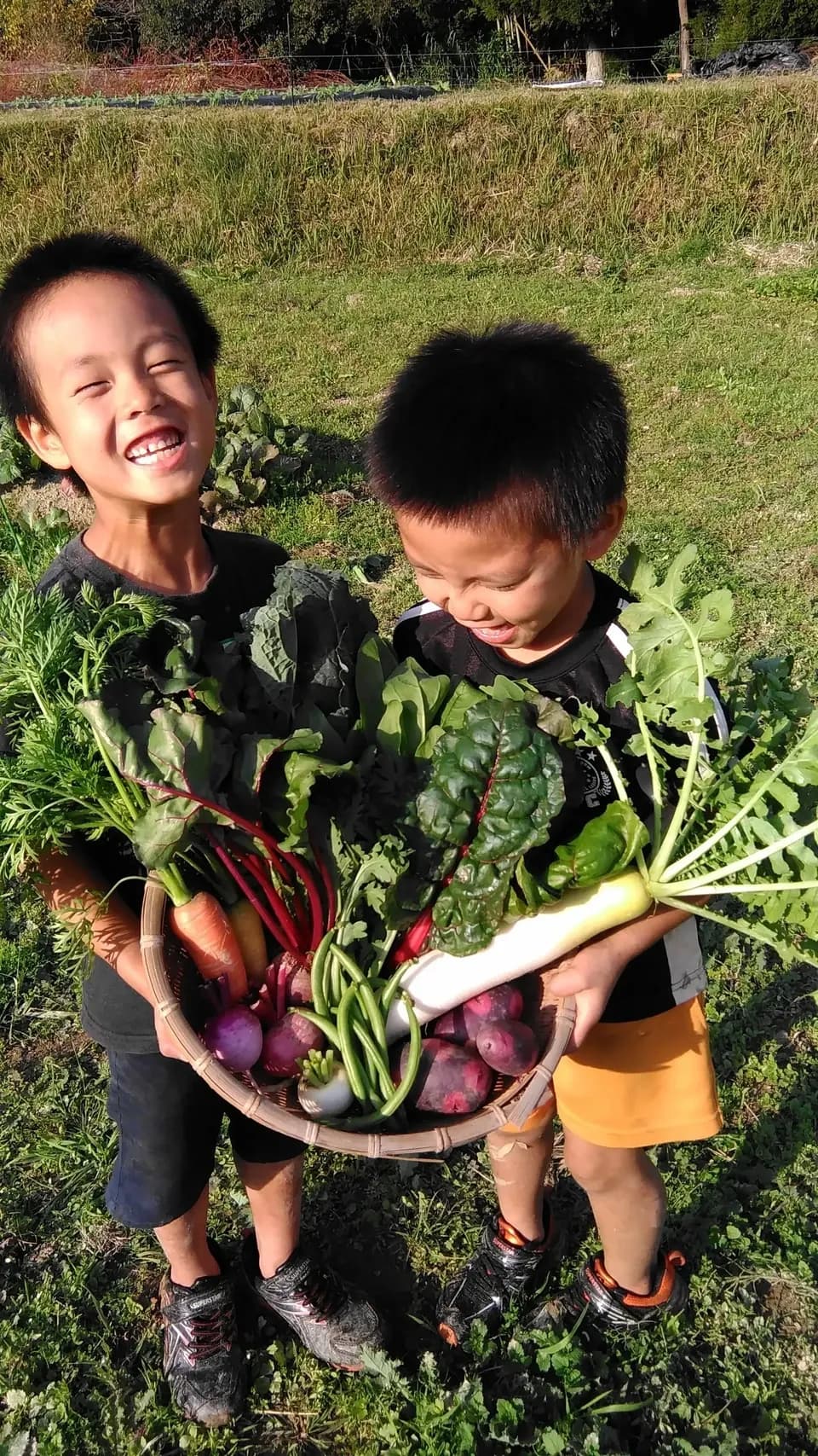 自然栽培 野菜とぽんかんのセット