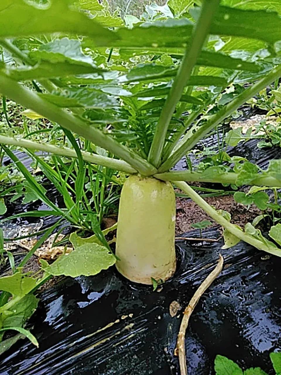 自然栽培 野菜とぽんかんのセット