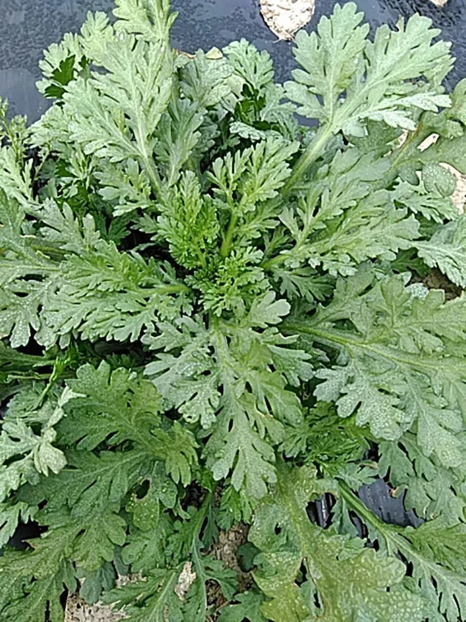 自然栽培 野菜とぽんかんのセット