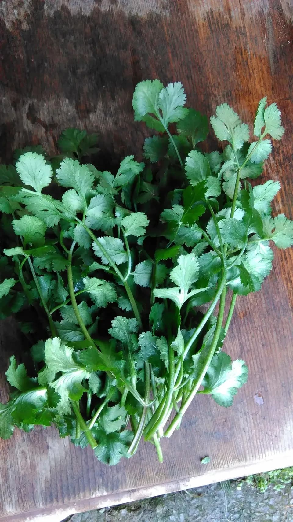 自然栽培 野菜とぽんかんのセット