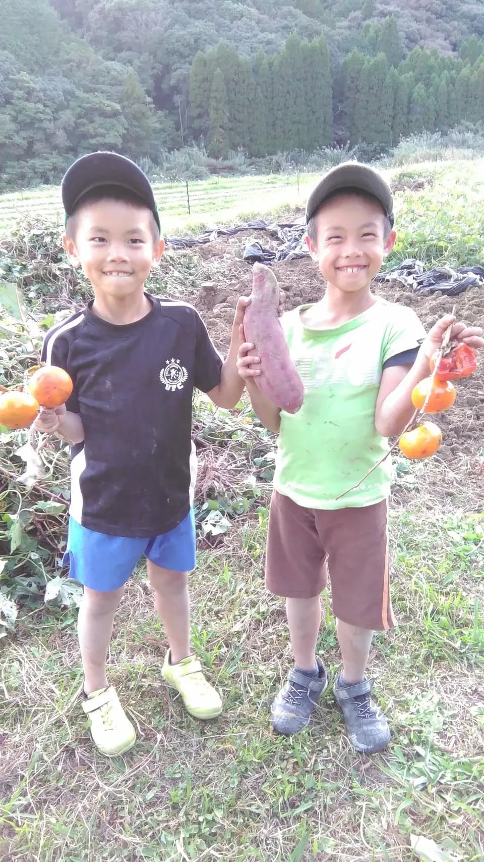 自然栽培 野菜とぽんかんのセット