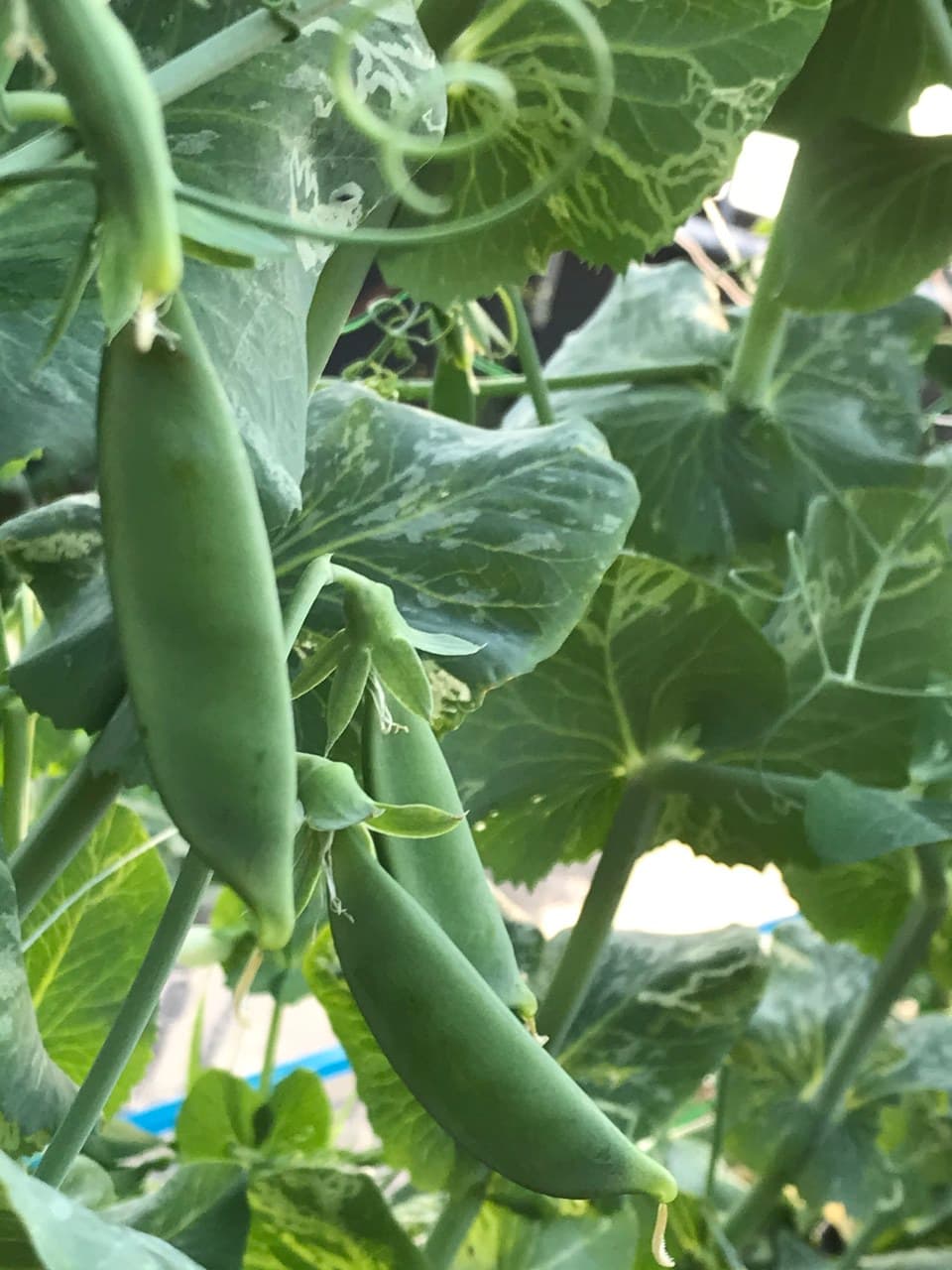 旬のおまかせお野菜セット