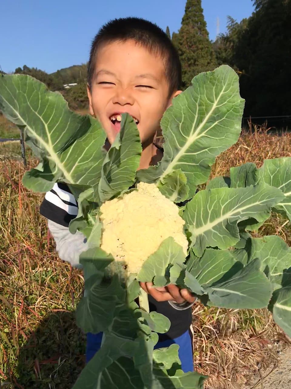 旬のおまかせお野菜セット