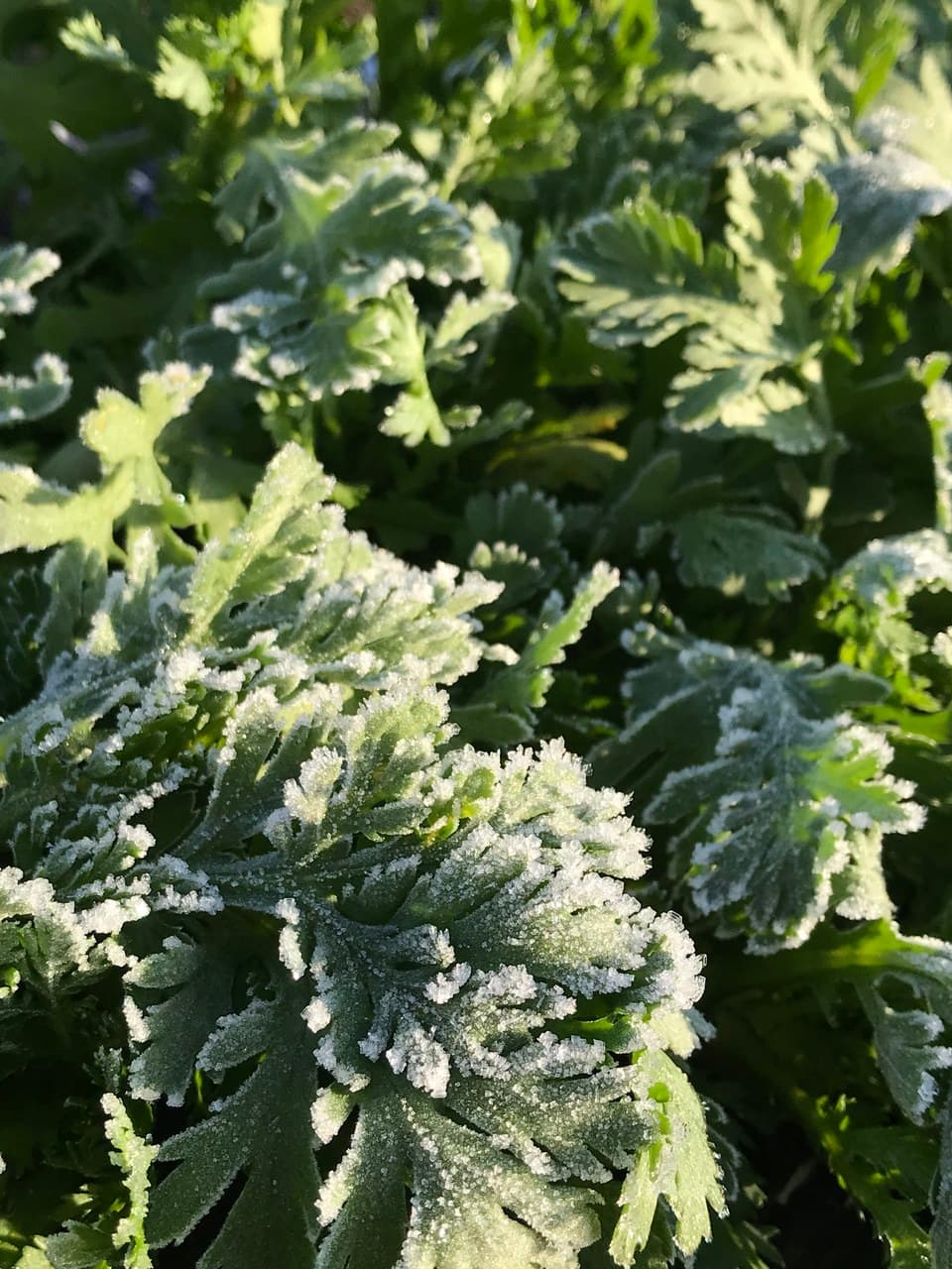旬のおまかせお野菜セット