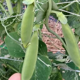 お野菜たち　vol.1スナップエンドウ