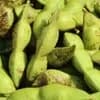 丹波黒大豆枝豆さやのみ
