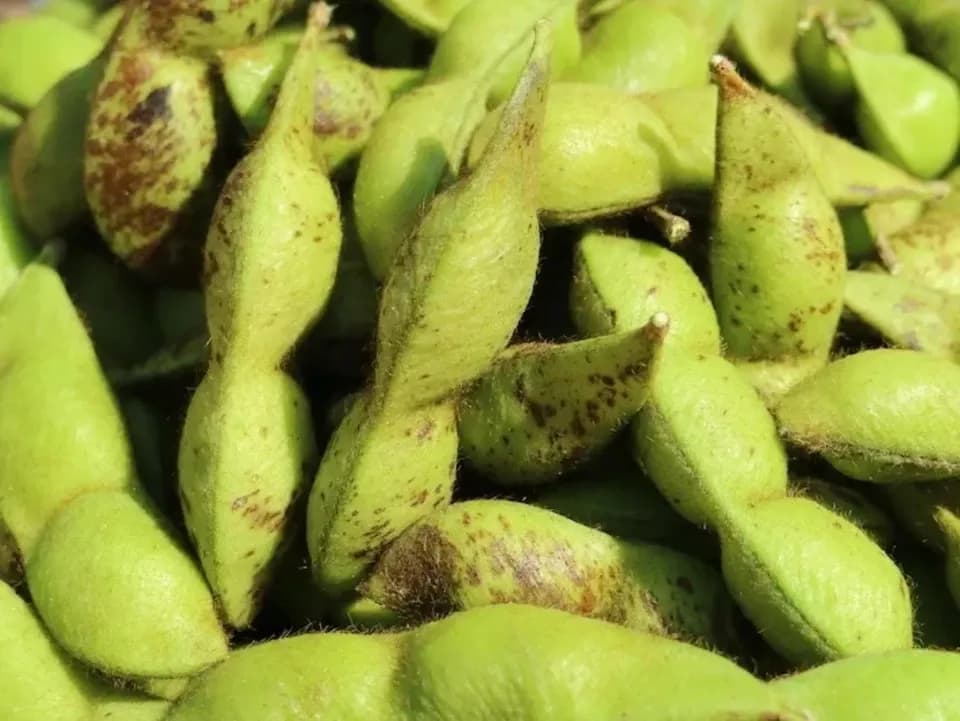 本場！兵庫県丹波篠山市産＜丹波黒大豆枝豆　５００g＞無農薬・無化学肥料栽培