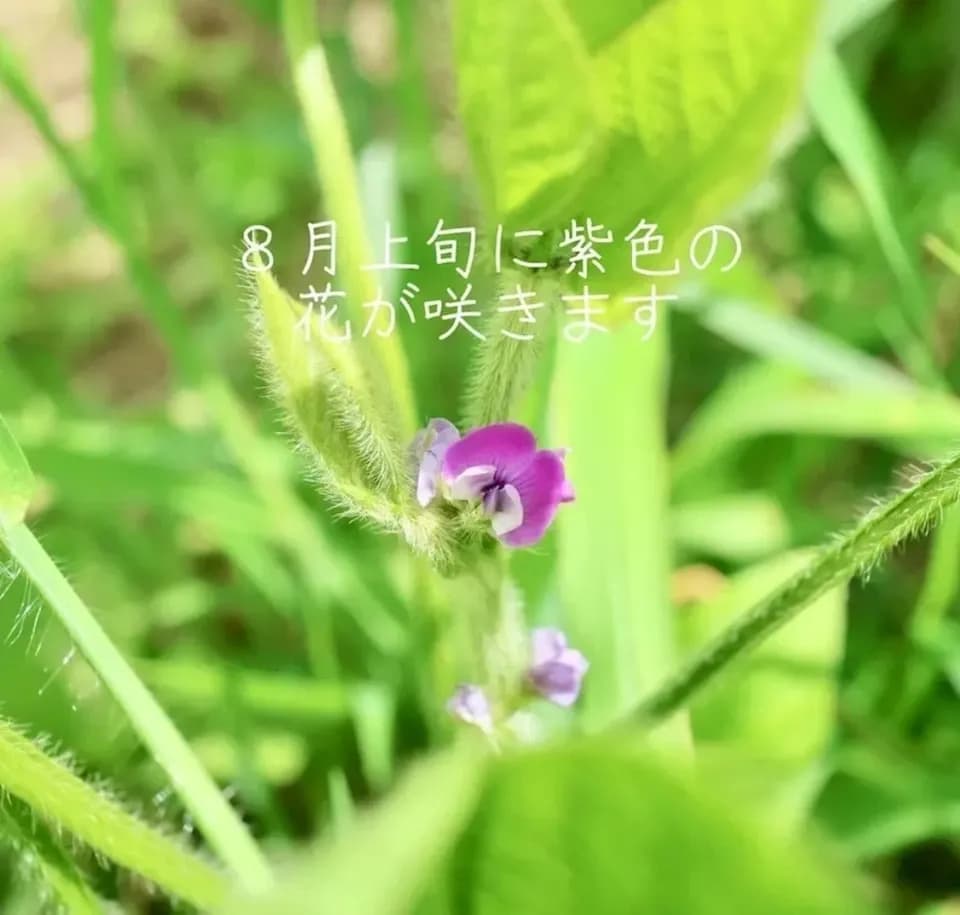 本場！兵庫県丹波篠山市産＜丹波黒大豆枝豆　５００g＞無農薬・無化学肥料栽培