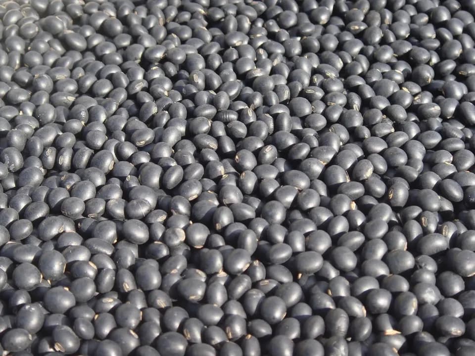 豆【小粒黒大豆　２００g】忙しい時にこそ使って欲しい、小粒なお豆さん
