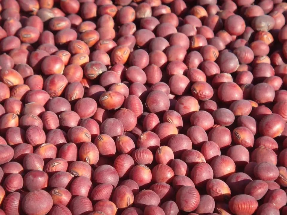 豆【赤大豆　２００g】料理に彩りを添える大豆です