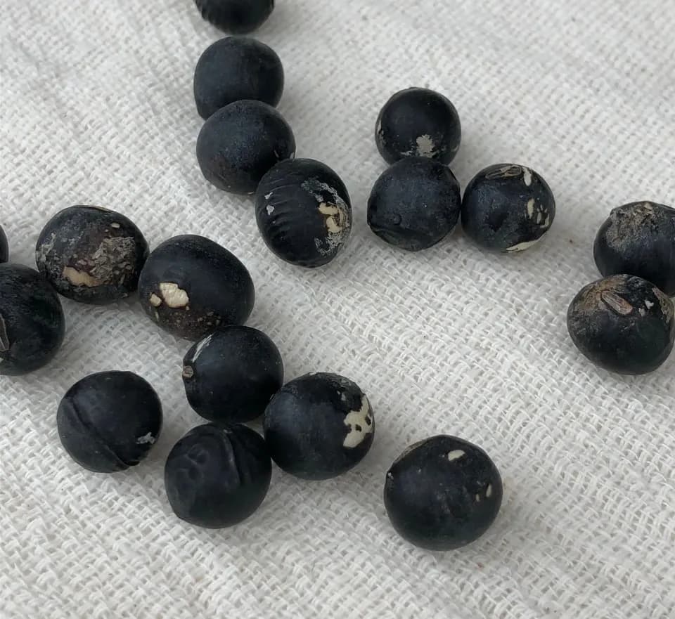 豆【訳あり丹波黒大豆　２００g】皮の破れやシワがあっても、味は丹波黒！