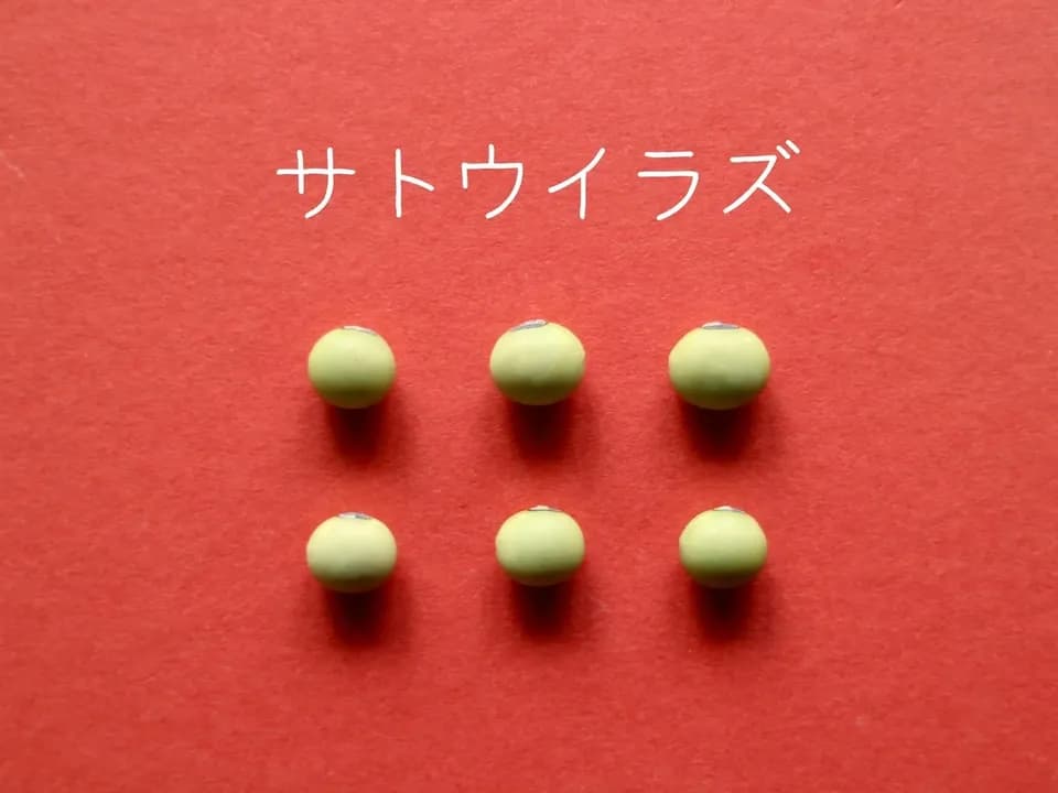 豆【サトウイラズ　２００g】砂糖がいらないくらい甘みの強い大豆です