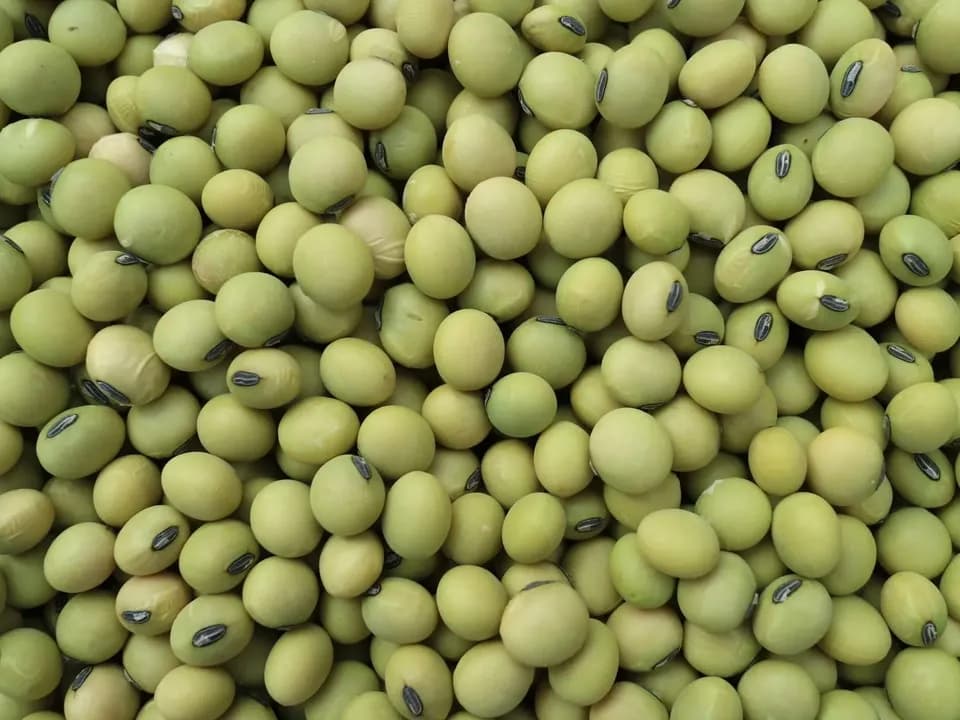 豆【サトウイラズ　２００g】砂糖がいらないくらい甘みの強い大豆です