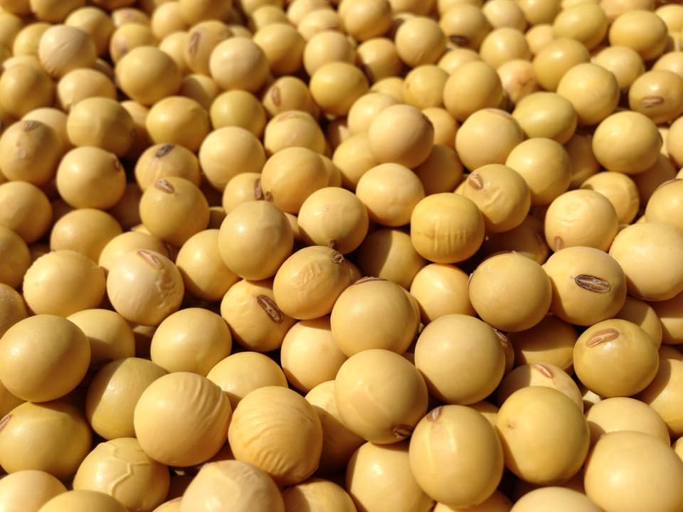 豆【丹波白大豆　２００g】豆ご飯にすれば栗ご飯に！