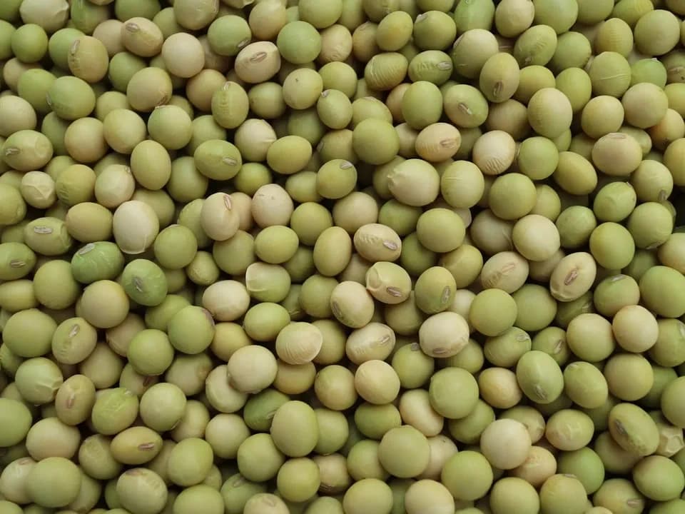 豆【青大豆（千葉在来）　２００g】上品な香りでどんな料理にも合う万能大豆