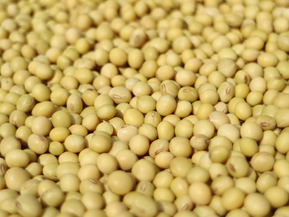 豆【小粒白大豆　２００g】忙しい時にこそ使って欲しい、小粒なお豆さん