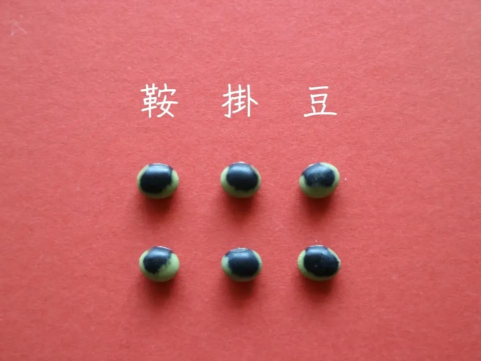 豆【鞍掛豆　２００g】ユニークな模様とコリコリ食感が特徴の大豆です