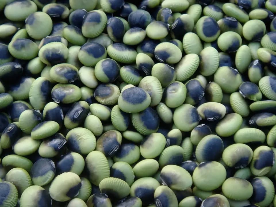 豆【鞍掛豆　２００g】ユニークな模様とコリコリ食感が特徴の大豆です