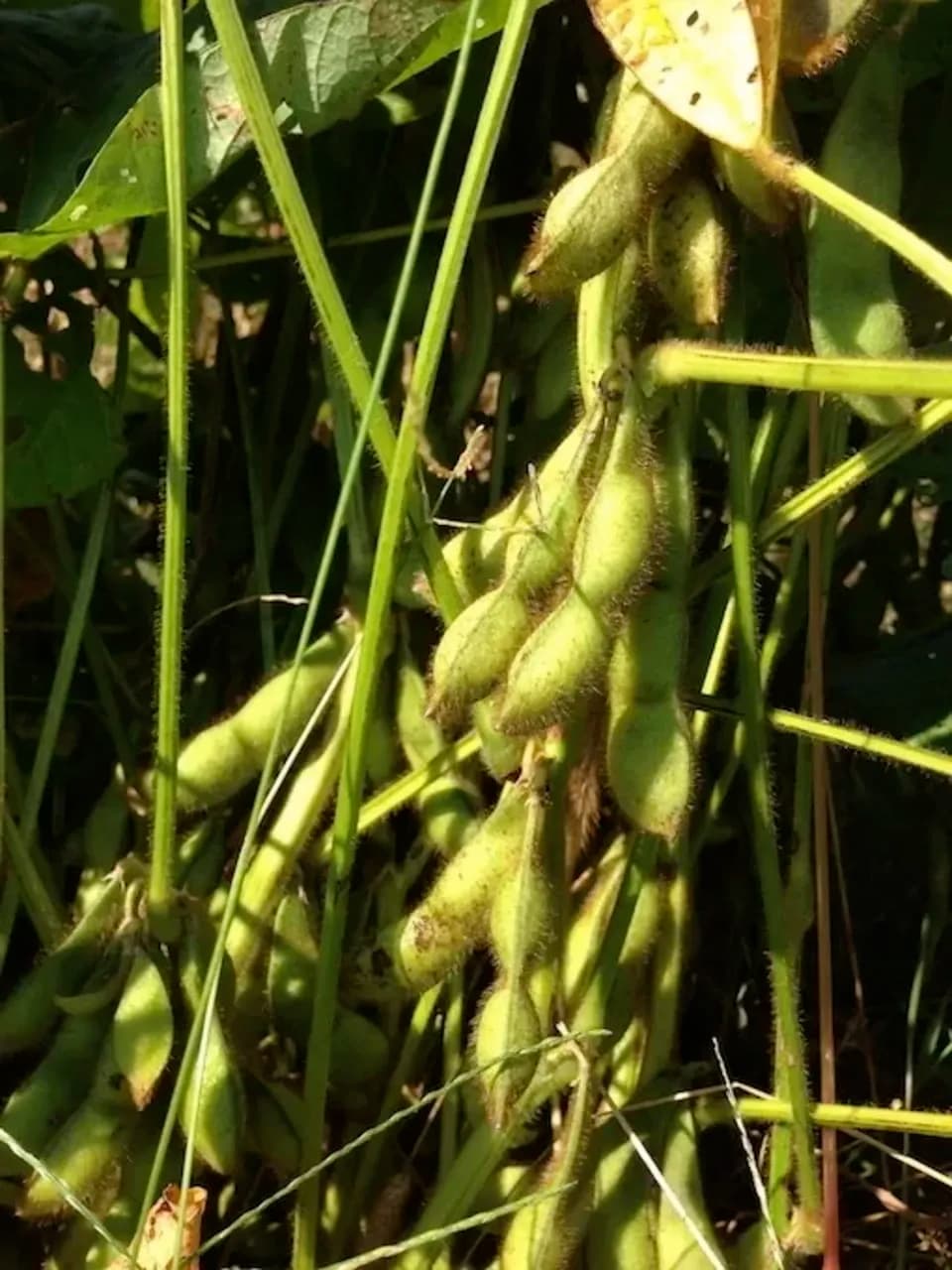 とにかく甘くて濃厚！＜丹波白大豆枝豆　５００g＞無農薬・無化学肥料栽培