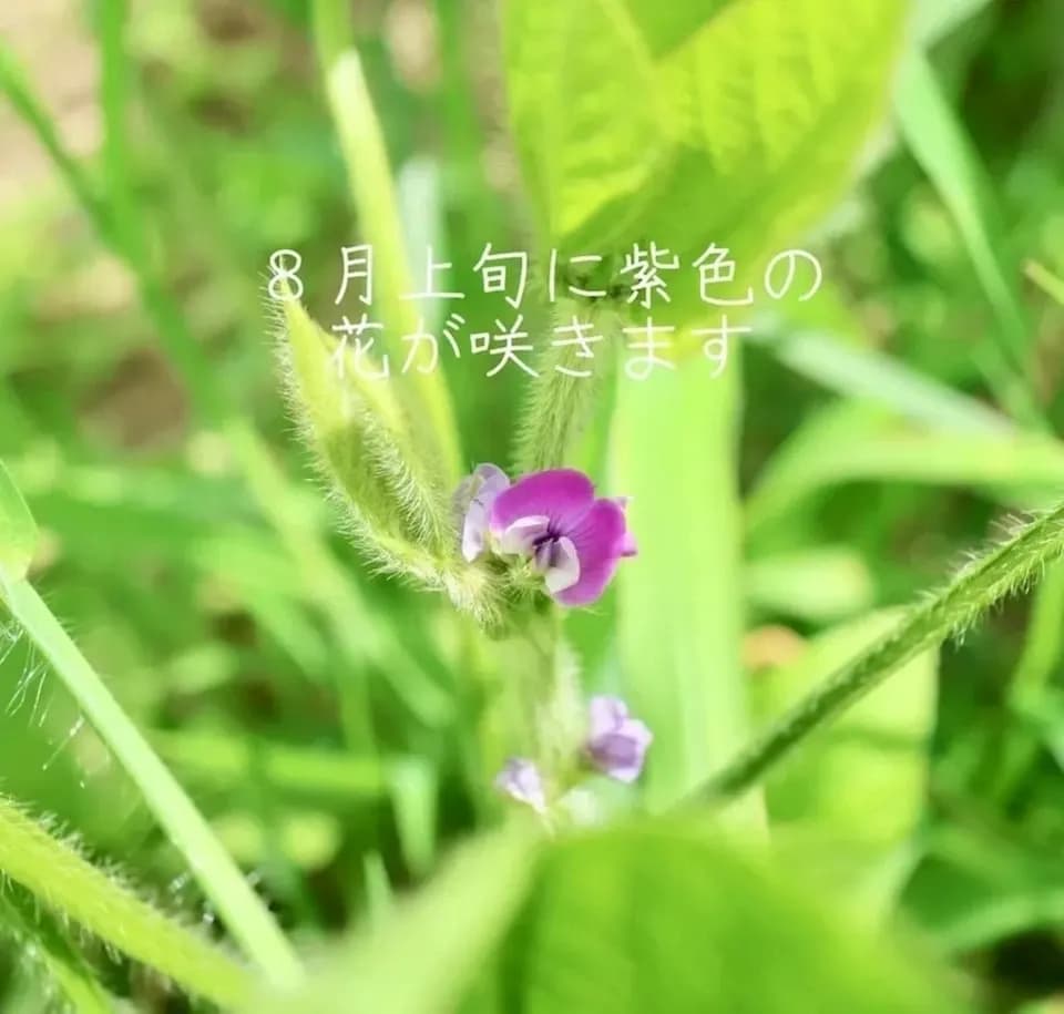 とにかく甘くて濃厚！＜丹波白大豆枝豆　５００g＞無農薬・無化学肥料栽培