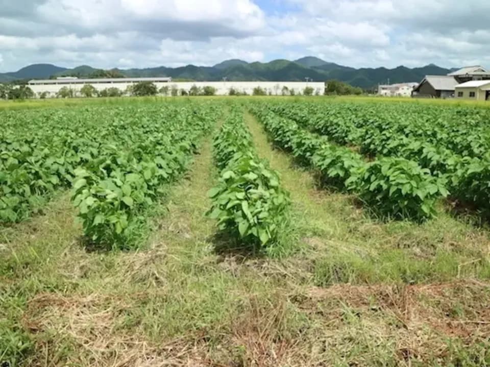 とにかく甘くて濃厚！＜丹波白大豆枝豆　５００g＞無農薬・無化学肥料栽培