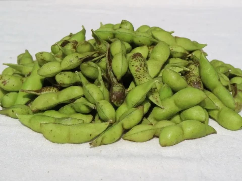 とにかく甘くて濃厚！＜丹波白大豆枝豆　５００g＞無農薬・無化学肥料栽培