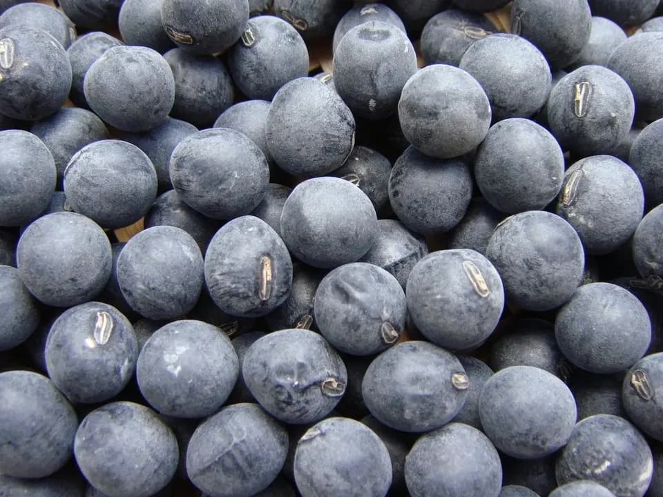 豆【お正月用　丹波黒大豆　２００g　８袋】本場丹波篠山産の丹波黒です