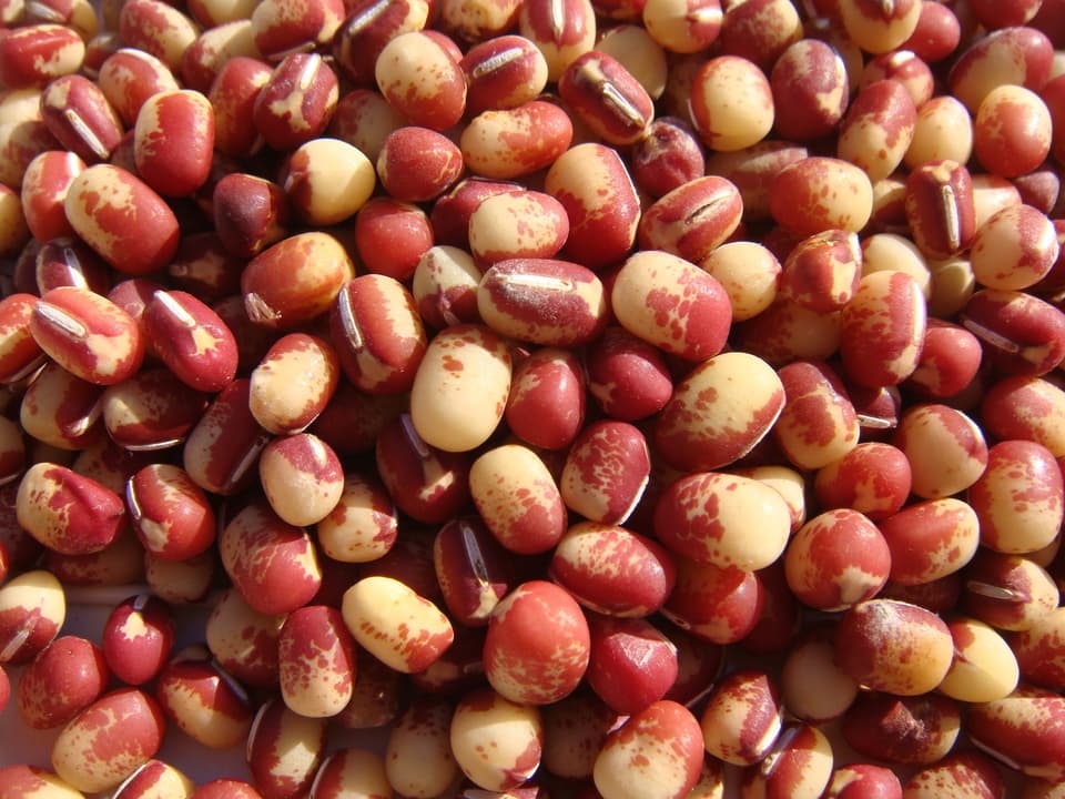 豆【花嫁小豆　２００g】見た目からは想像できないワイルドな味