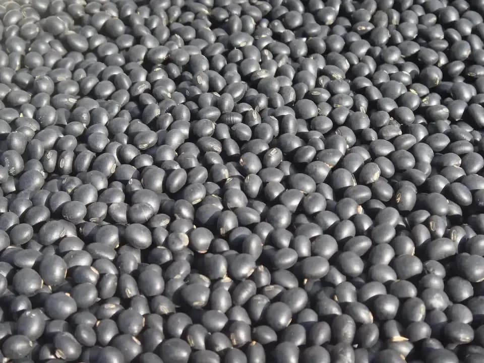 送料無料　豆【小粒黒大豆　２００g】忙しい時にこそ使って欲しい、小粒なお豆さん