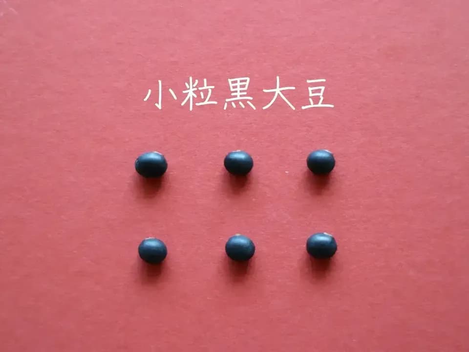 送料無料　豆【小粒黒大豆　２００g】忙しい時にこそ使って欲しい、小粒なお豆さん