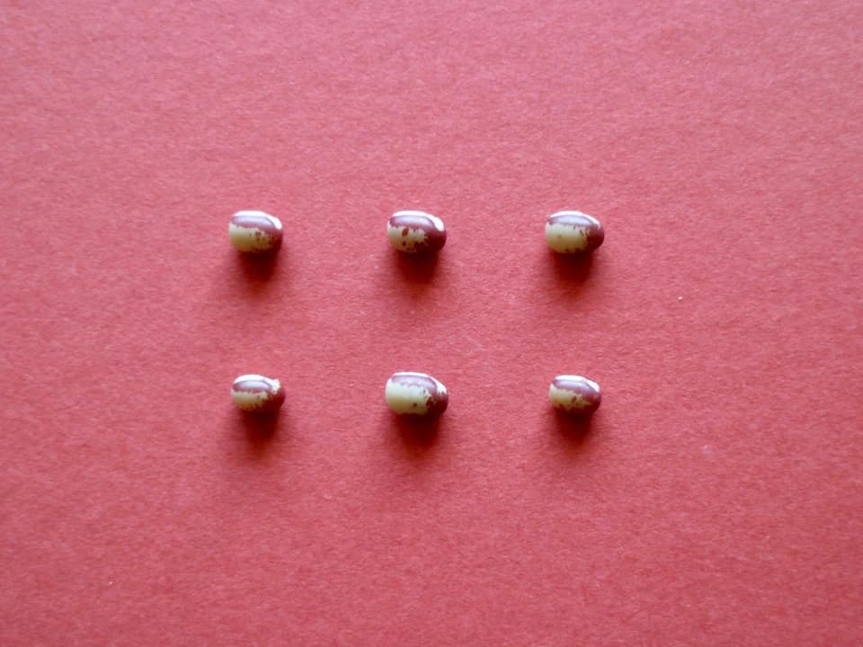 豆【花嫁小豆　２００g】見た目からは想像できないワイルドな味