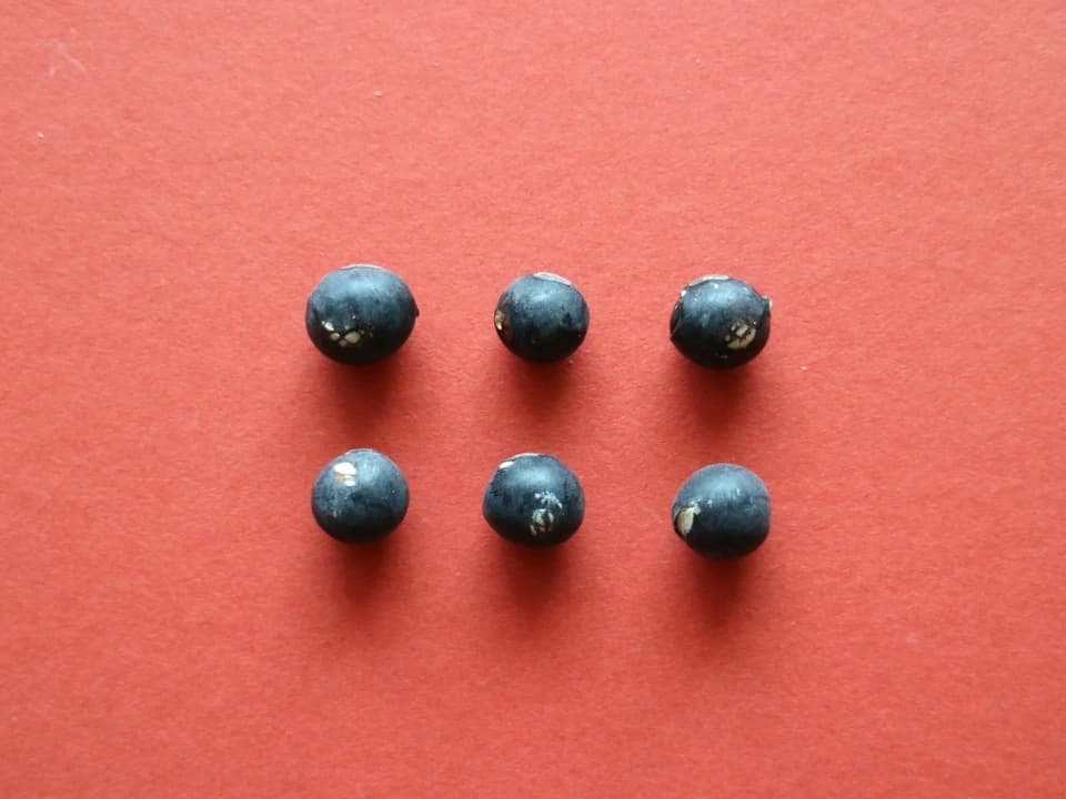 豆【訳あり丹波黒大豆　２００g】皮の破れやシワがあっても、味は丹波黒！