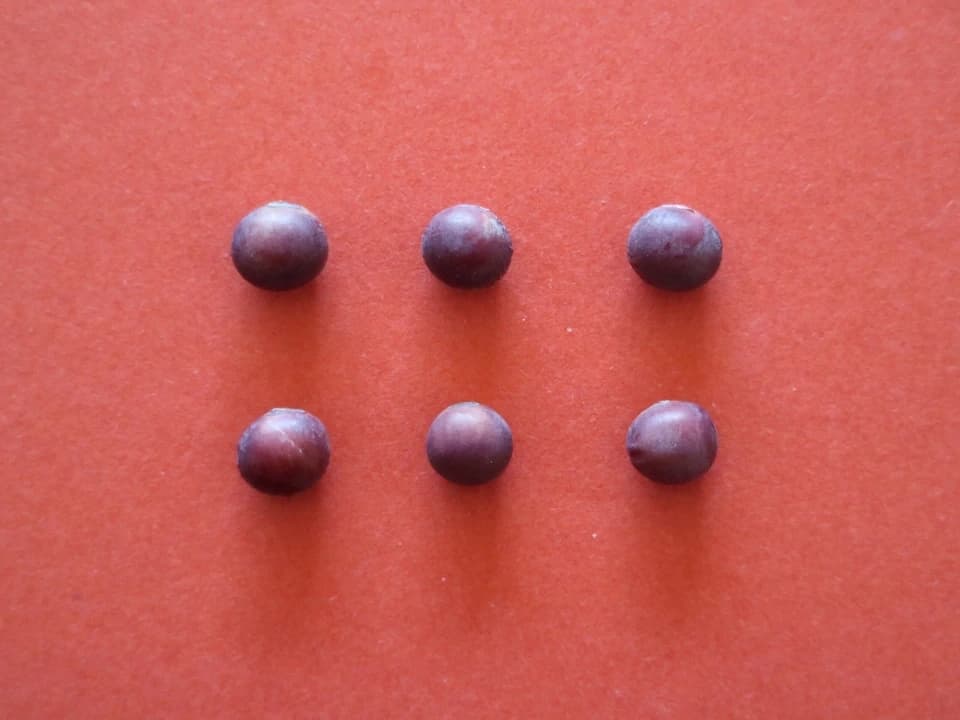豆【赤大豆　２００g】料理に彩りを添える大豆です