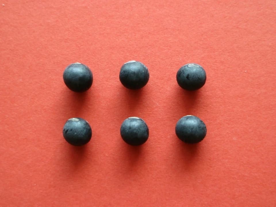 豆【お正月用　丹波黒大豆　２００g】本場丹波篠山産の丹波黒です