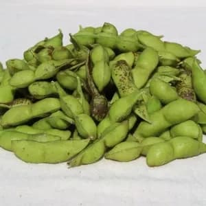 とにかく甘くて濃厚！　丹波白大豆枝豆　５００g　１〜４袋（さやのみ）