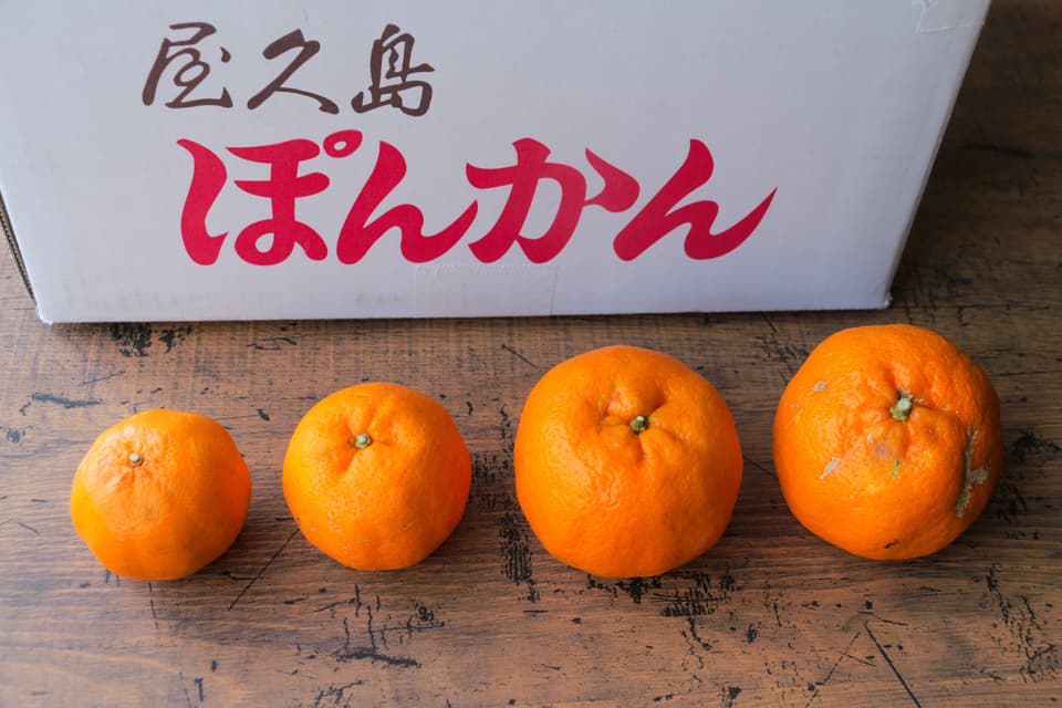 （無選別）甘みも酸味もたっぷり　屋久島ポンカン