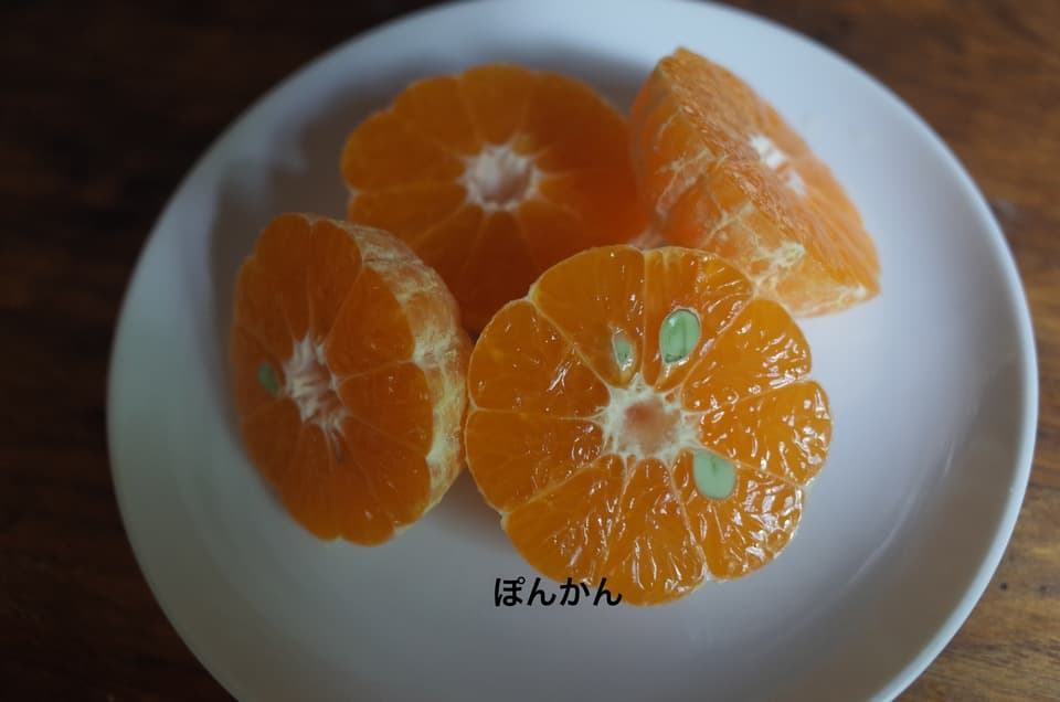 柑橘好きの方へ】農薬不使用・屋久島産 柑橘5種食べくらべセット（ご