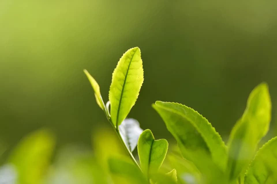 有機栽培・心温まるほうじ茶 リーフ/ティーバッグ　伊勢度会茶
