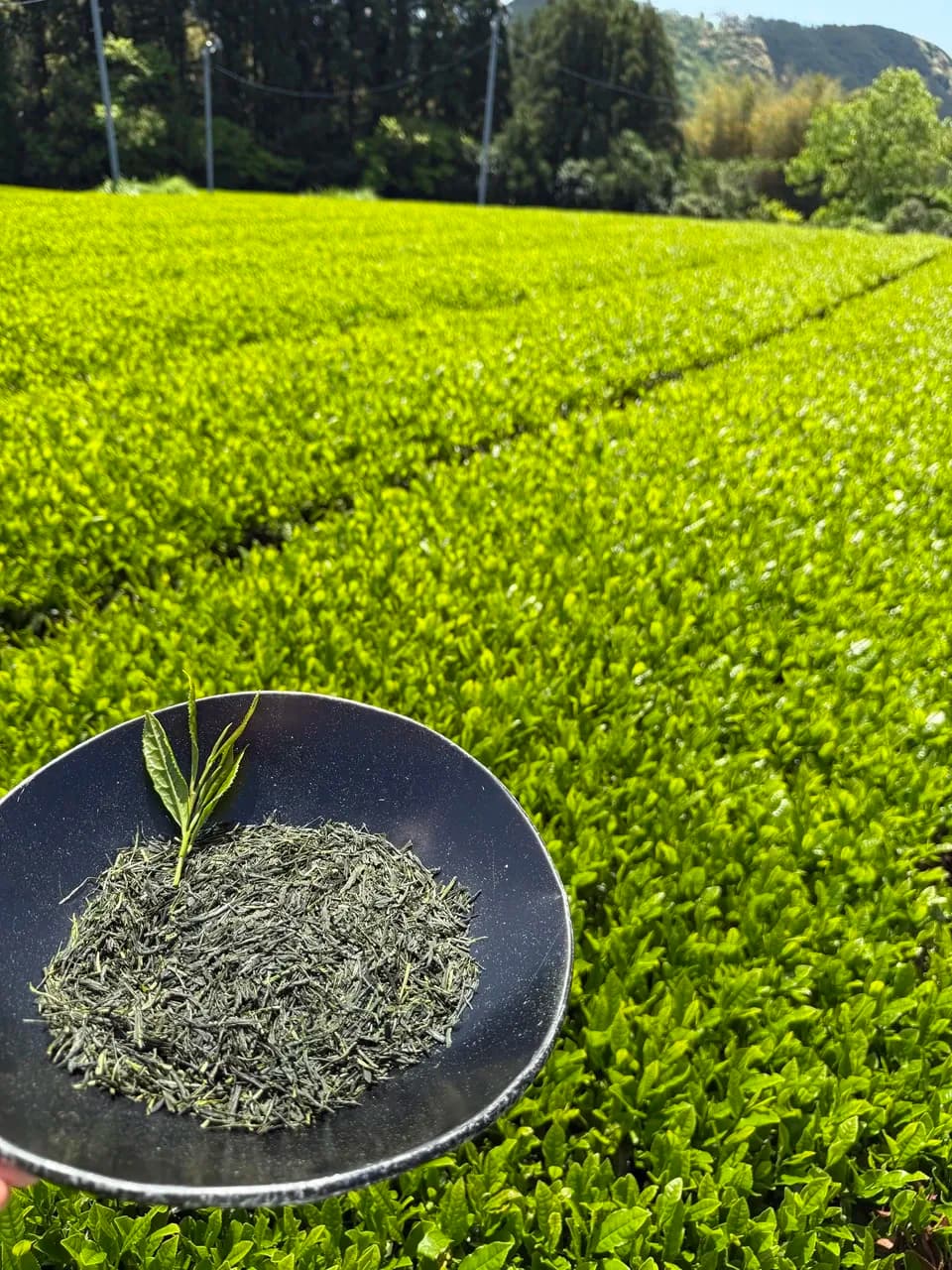 【母の日】新茶ギフト【茶筒セット】　農薬・化学肥料を使わず育てた2026年産の新茶（荒茶）詰め合わせ