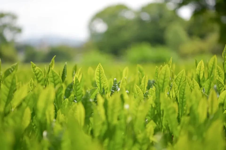 【母の日】新茶ギフト【茶筒セット】　農薬・化学肥料を使わず育てた2026年産の新茶（荒茶）詰め合わせ
