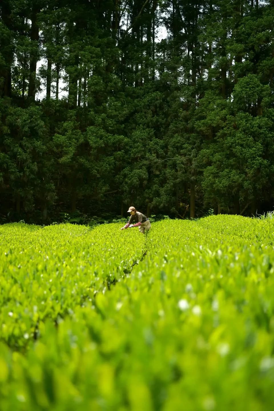 【母の日】新茶ギフト お茶いっぱいセット　農薬・化学肥料を使わず育てた2026年産の新茶（荒茶）詰め合わせ