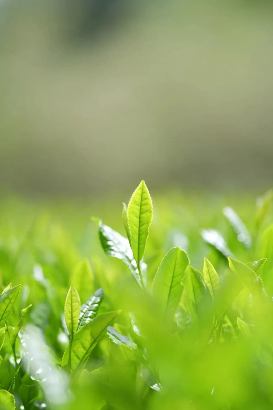 【母の日】新茶ギフト お茶いっぱいセット　農薬・化学肥料を使わず育てた2026年産の新茶（荒茶）詰め合わせ