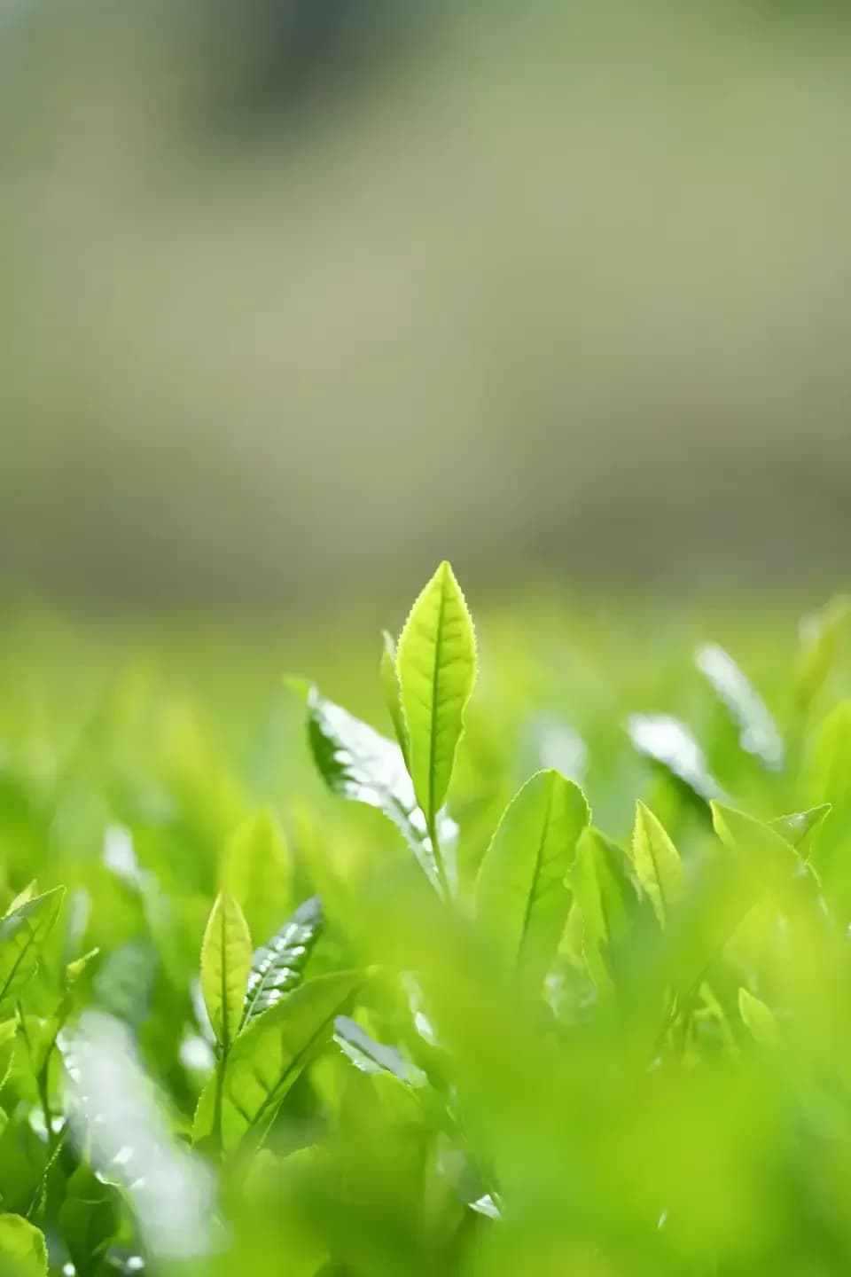 【母の日】新茶ギフト 湯呑みセット　農薬・化学肥料を使わず育てた2026年産の新茶（荒茶）詰め合わせ